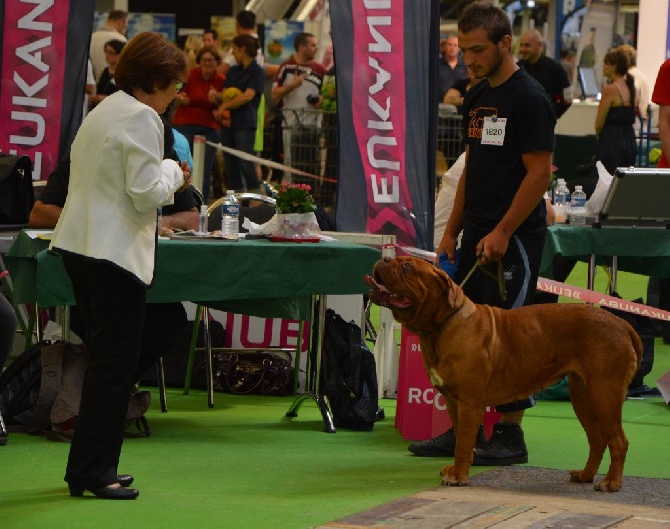 du Monteplain des Brumes - exposition canine de Dijon