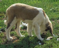 CHIOT collier rouge/bleu LOOSER