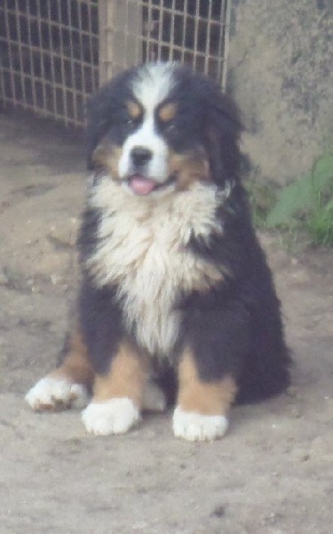 du Monteplain des Brumes - Bouvier Bernois - Portée née le 26/02/2014